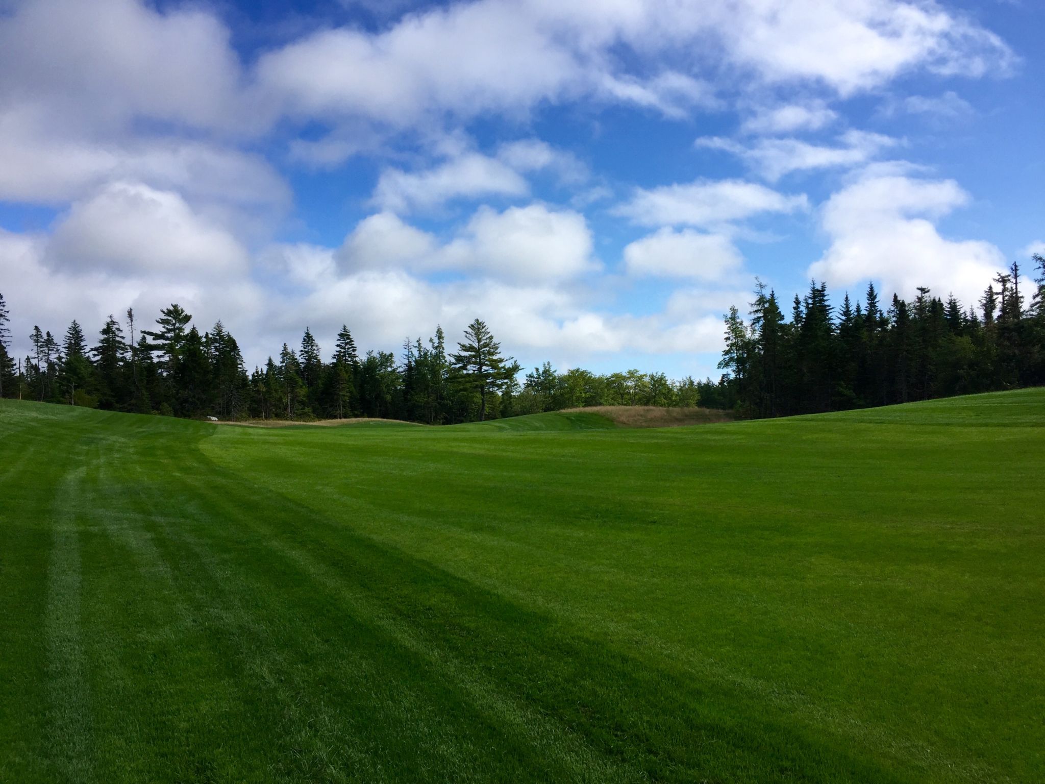 Allée verdoyante bordée de conifères sous un ciel nuageux au Golf des Pins